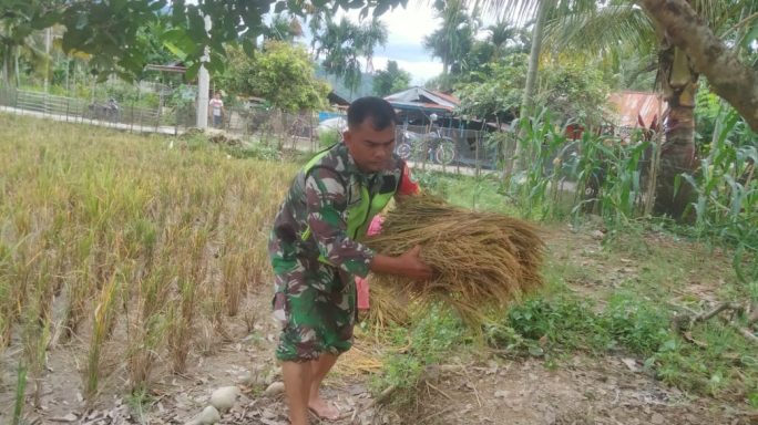 Dalam Rangka Mensukseskan Ketahanan Pangan,Babinsa Bantu warga Panen padi