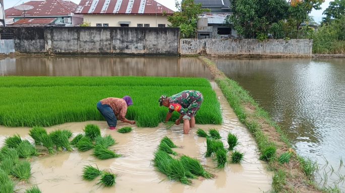 Petani Gampong Teungoh Apresiasi Kehadiran Serma Miswan di Lahan Pertanian