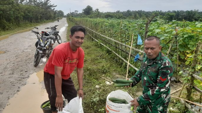 TNI Bantu Petani Panen Timun di Aceh Utara