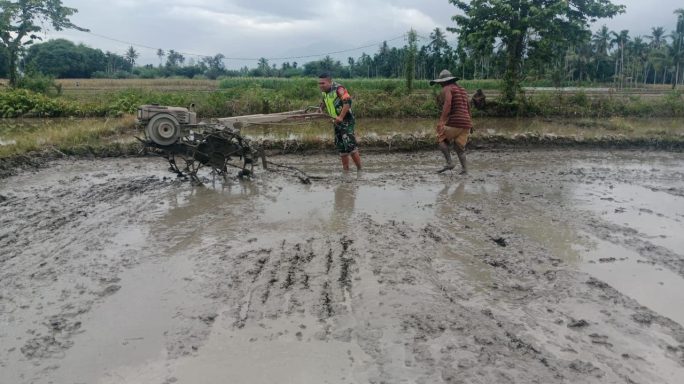 Wujud Kepedulian, Dan Pendampingan Babinsa Bantu Warga Bajak Sawah        