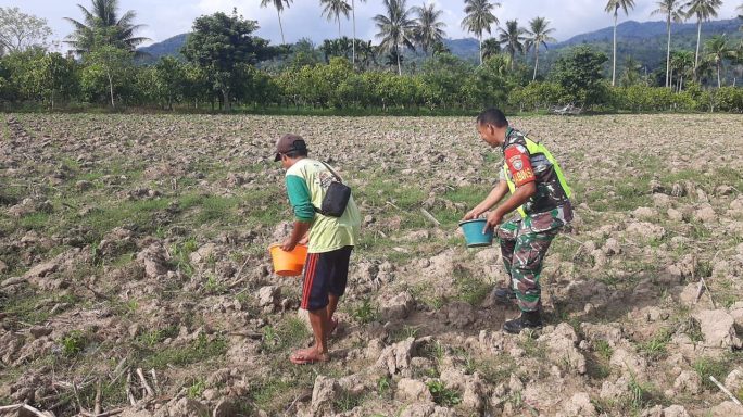 Sukseskan Hanpangan Babinsa Bantu Petani Pupuk Tanaman Jagung