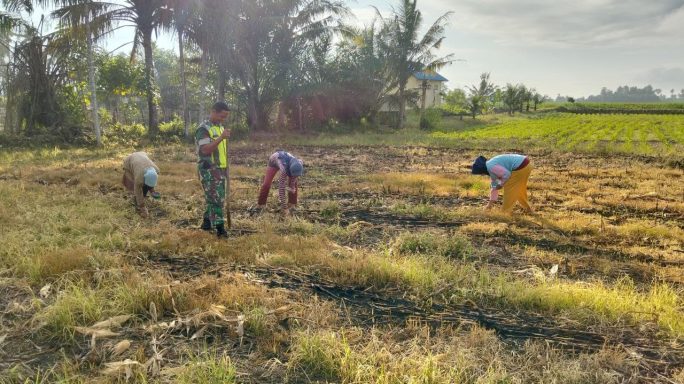 Babinsa Koramil 07/Semadam Kopda Bahagia Membantu Petani Menanam Jagung
