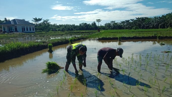 Dampingi Petani, Babinsa Koramil 04/Bendahara Bantu Tanam Padi Wilayah Binaan