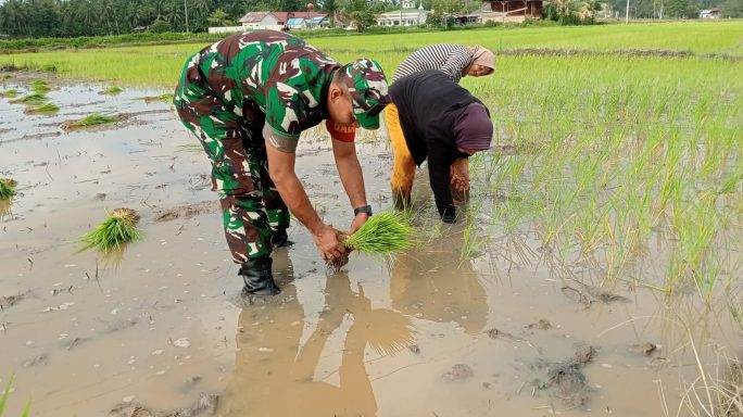 TNI Bantu Petani Tanam Padi, Serda Armen Terjun Langsung di Desa Dama Pulo