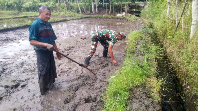 Babinsa Saree Aceh Dampingi Petani Membajak Sawah untuk Masa Tanam Padi