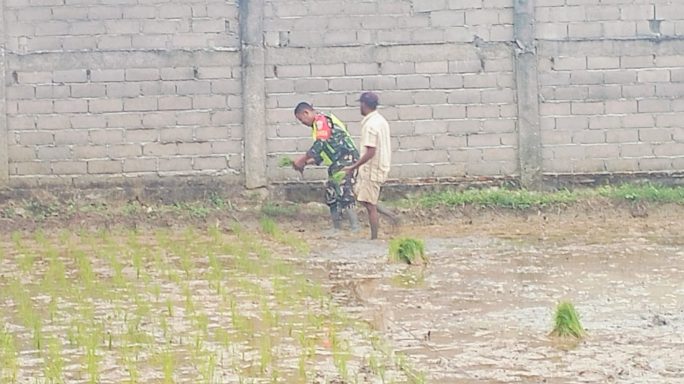 Pendampingan Pertanian: Serda Evi Saputra Bantu Petani Tanam Padi