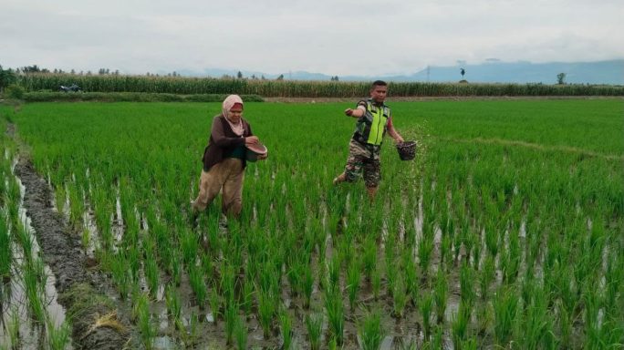 Bantu Pemupukan Kepada Petani Bentuk Pendampingan Babinsa Di Lapangan