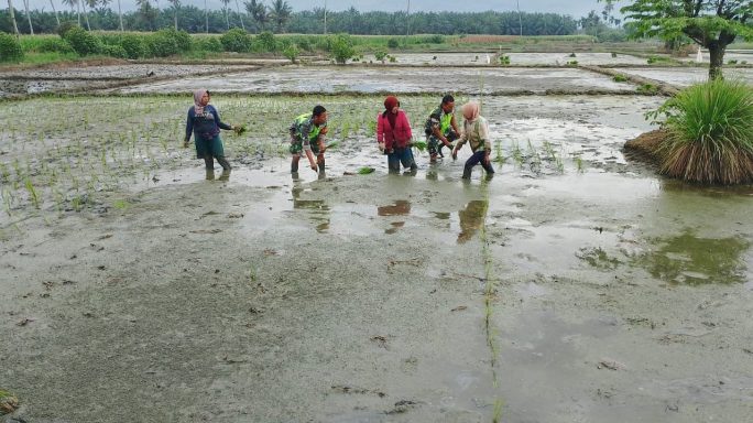 Babinsa Selalu Aktif Mendampingi Petani Menanam Padi Di Desa Binaannya
