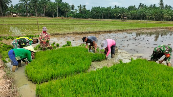 Di Hari Libur, Babinsa Tetap Hadir untuk Rakyat di Sawah