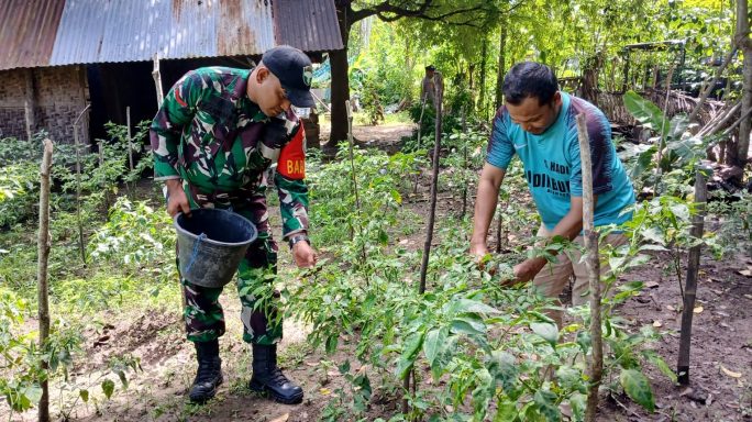 Babinsa Lam Ara Tunong Dampingi Petani Rawat Tanaman Cabai