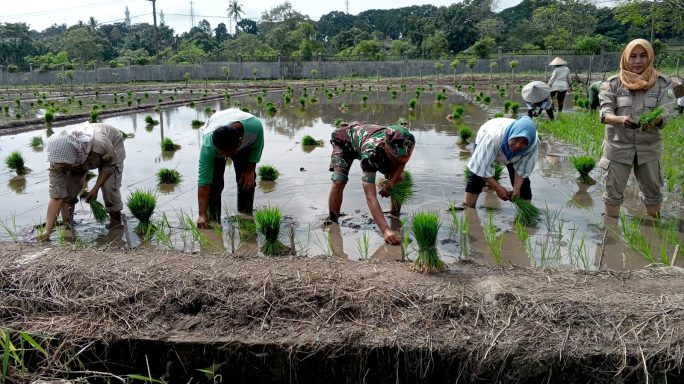 Babinsa dan PPL Bersinergi, Hidupkan Semangat Bertani di Saree Aceh