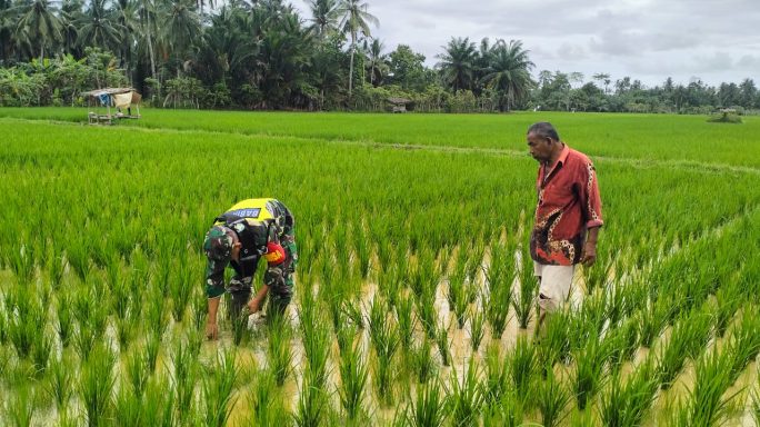 Babinsa Desa Kampong Keude Serda Siswandi Terjun Langsung Dampingi Petani