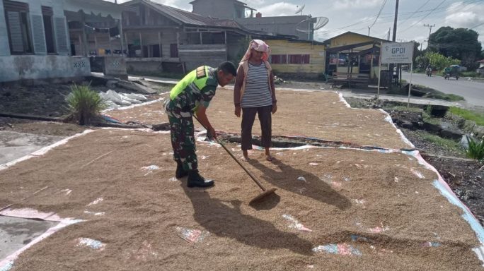 Ringankan Pekerjaan Warga Masyarakat Babinsa Bantu Jemur Padi Petani