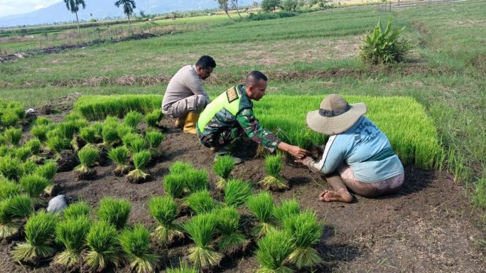 Dukung Program Ketahanan Pangan Wilayah Babinsa Bantu Petani Cabut Bibit Padi