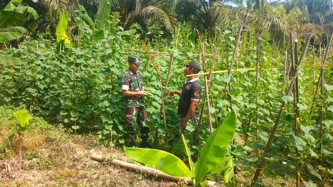 Babinsa dan Petani Arul Pinang Panen Timun untuk Penuhi Pasar Tradisional