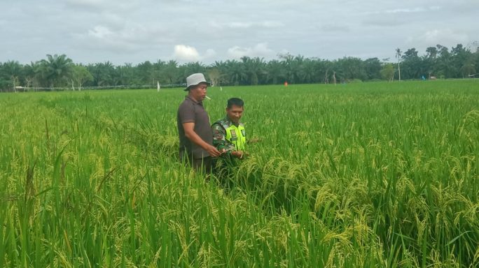 Babinsa Dampingi Petani Cek Padi Yang Mulai Menguning