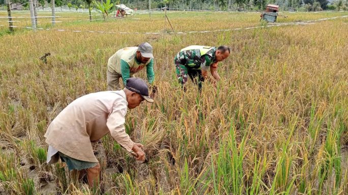 Dalam Rangka Mensukseskan Ketahanan Pangan,Babinsa Bantu warga Panen padi