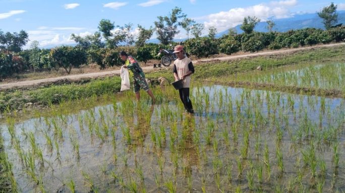Dukung Dan Tingkatkan Swasembada Pangan, Babinsa Dampingi Petani Laksanakan Pemupukan Padi