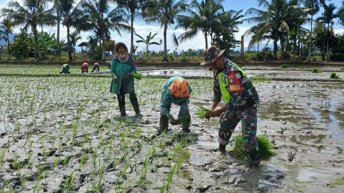 Dukung Program Ketahanan Pangan Nasional! Pangdam IM Instruksikan Dandim Bantu Petani di daerah. 