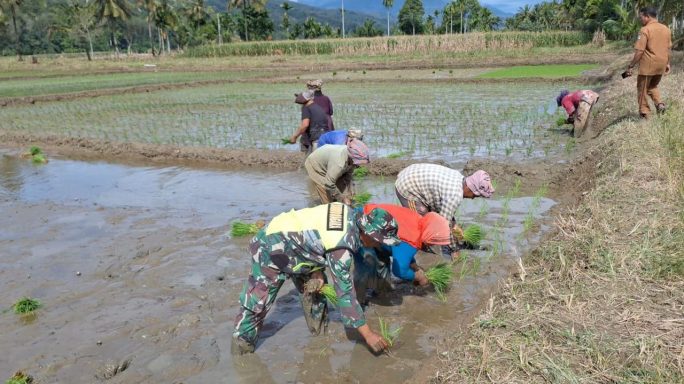 Laksanakan Pendampingan Babinsa Bantu Petani Tanam Padi