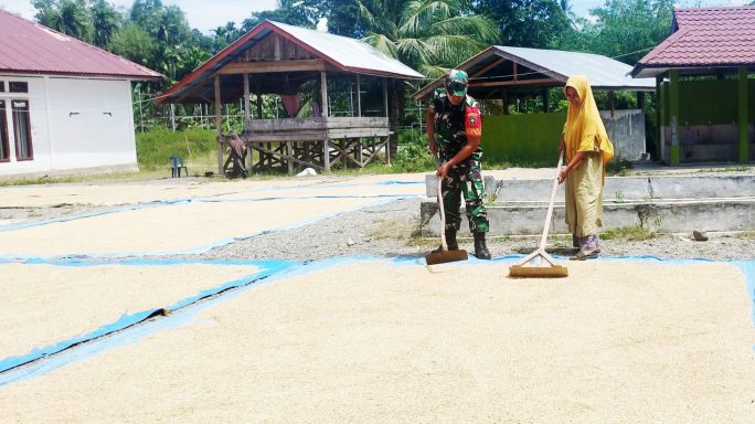 Babinsa Lamjreun Dampingi Warga Jemur Padi di Halaman Rumah