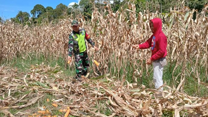 Upaya Meningkatkan Ketahanan Pangan Babinsa Bantu Warga Panen Jagung