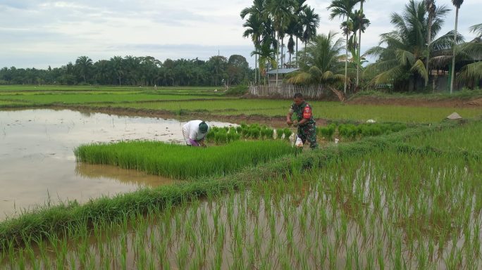 Babinsa dan Warga Desa Cot Geulumpang Cabut Benih Padi Bersama