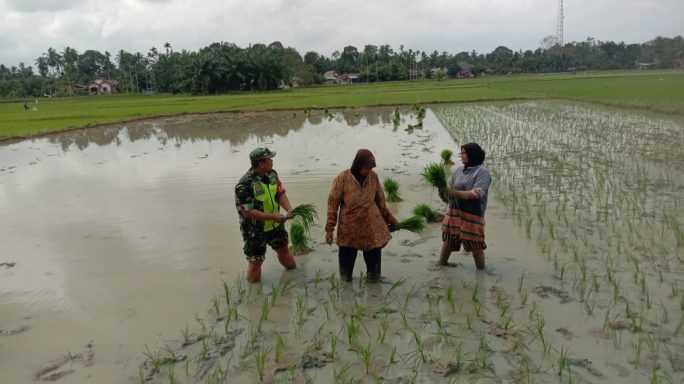 Serma Yusuf Hidayat Babinsa Bantu Petani Tanam Padi untuk Mendukung Ketahanan Pangan Nasional