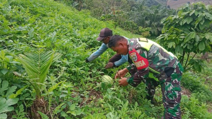 Babinsa Anjangsana Dampingi Warga Cek Pertumbuhan Tanaman Semangka