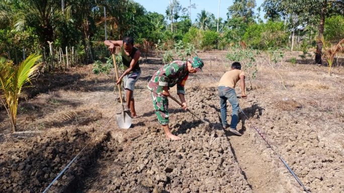 Tugas Babinsa yang Tak Terlihat, Apa yang Babinsa Koramil 20 Lakukan untuk Meningkatkan Ekonomi Petani