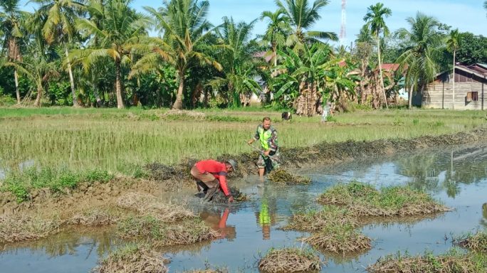 Babinsa Bantu Petani Lakukan Pengolahan Lahan Padi