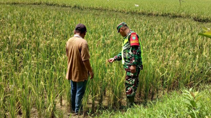 Babinsa Bersama Petani Cek Tanaman Padi Yang Mulai Menguning