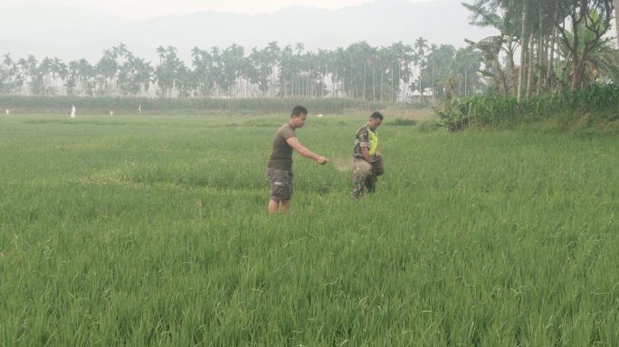 Babinsa Koramil 0108-07/Semadam Bantu Petani Desa Binaan Laksanakan Pemupukan Tanaman Padi