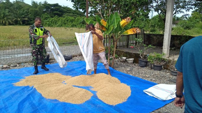 Tingkatkan Ketahanan Pangan Babinsa Koramil 03/Senagan Timur Bantu Petani Panen padi Di desa Binaan