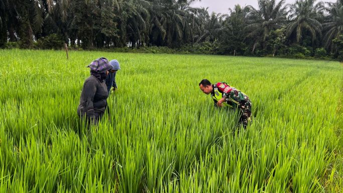 Maksimalkan Pertumbuhan Tanaman Padi, Sertu Riki Bantu Petani Bersihkan Gulma