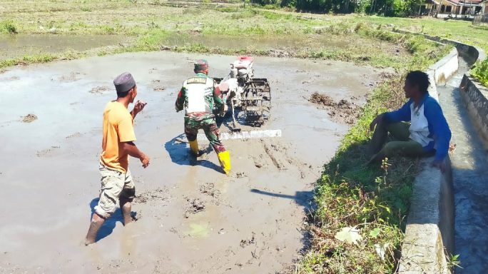 Babinsa Posramil Beutong Ateuh Banggalang Bantu Petani Bajak Sawah