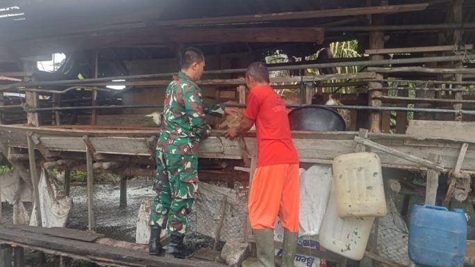Demi Meugang Puasa, Babinsa Turun ke Kandang! Kambing Dicek, Peternak Senang”