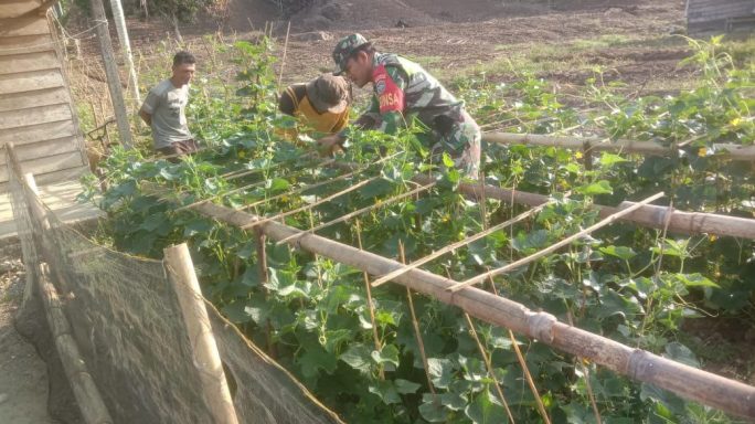 Babinsa Bantu Petani Rawat Tanaman Mentimun di Desa Binaan.