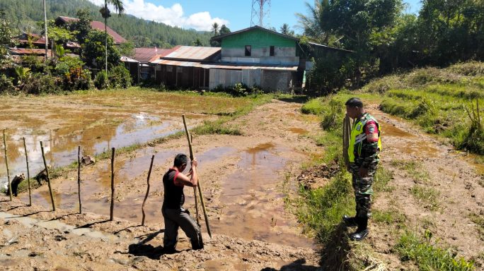 Tingkatkan Ketahanan Pangan, Babinsa Komsos Dengan Petani Padi