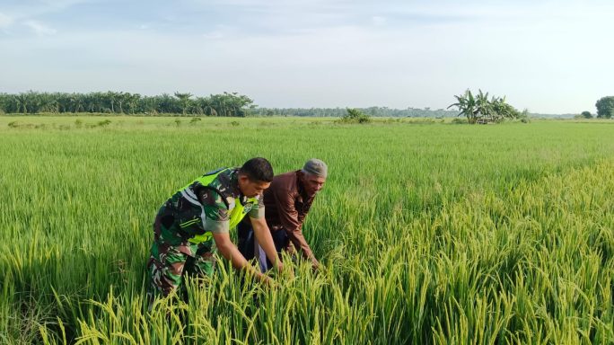 Sertu Isa Fajri Turun Langsung Ke Sawah Cek Kondisi Padi