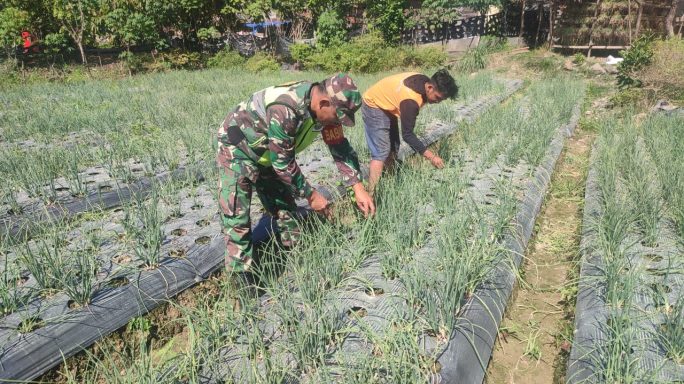 Tingkatkan Produksi Bawang Merah Babinsa Dampingi Petani Dalam Pemanenan Bawang Merah