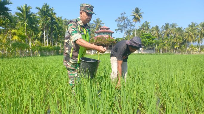 Kodam IM tuntaskan program Optimasi Lahan di Aceh, Ribuan Hektar Lahan kembali ditanam.