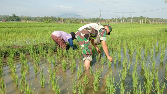 Optimasi Lahan di Aceh selesai dikerjakan, 11.557 Ha Lahan kembali Produktif.
