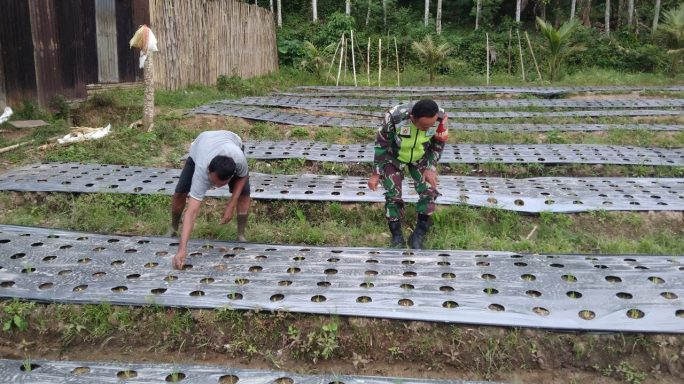 Terus Hadir Bersama Petani Babinsa Cek Pertumbuhan Tanaman Bawang Merah