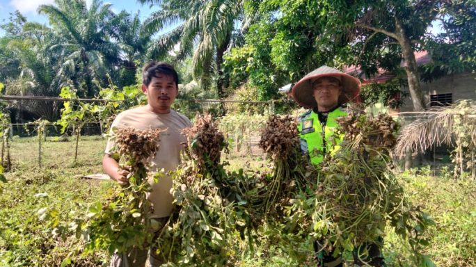 Dukung Ketahanan Pangan, Babinsa Hadir untuk Rakyat, Turut Serta Panen Kacang Tanah