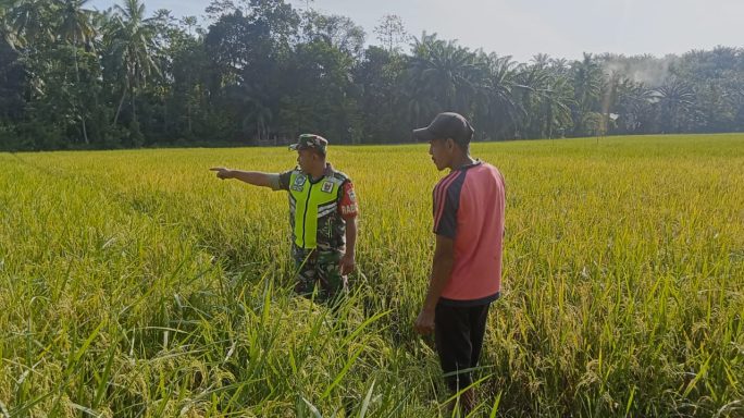 Pantau Sawah, Babinsa Koramil 12/Sry Dukung Ketahanan Pangan