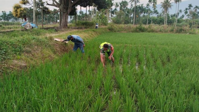 Babinsa Bantu Petani Bersihkan Rumput Dan Gulma Di Sawah