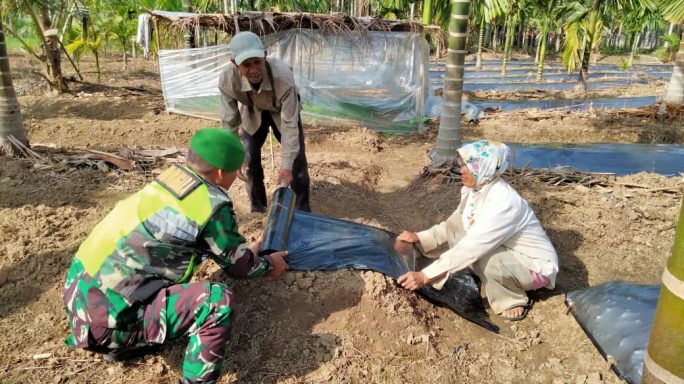 Babinsa Posramil ketambe Dampingi Petani Pemasangan Plastik Mulsa Untuk Tanaman Cabe Merah Di Desa Binaan