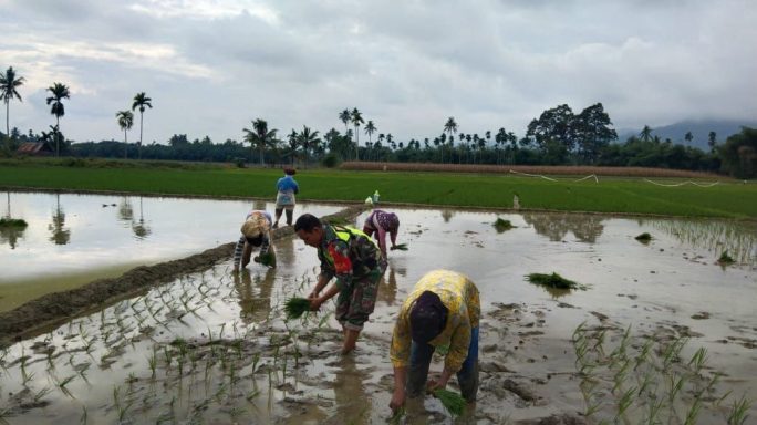 Sukseskan Ketahanan Pangan Di Kabupaten Aceh Tenggara Babinsa Bantu Petani Tanam Padi