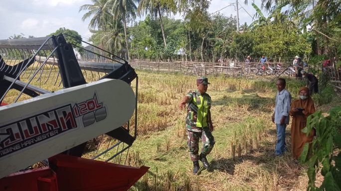 Babinsa Koramil 24/Mutiara Timur Bantu Pelaksanaan Panen Padi di Desa Binaan